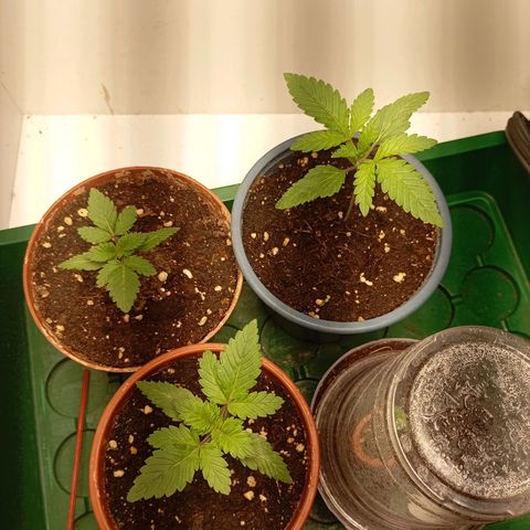LemonHaze x SweetMangoTango growlog timeline photo
