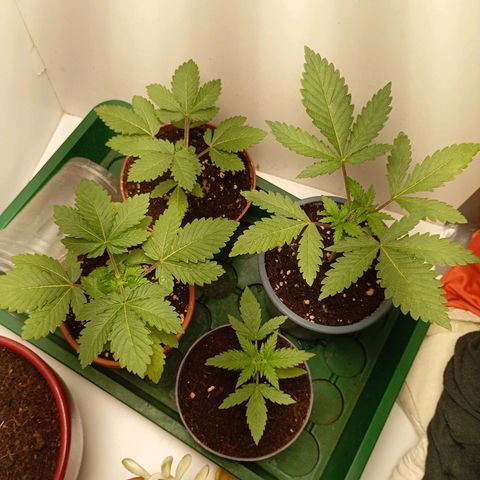 LemonHaze x SweetMangoTango growlog photo: Pflanzen das erste mal getoppt. LST angefangen um Lichtausbeute zu verbessern