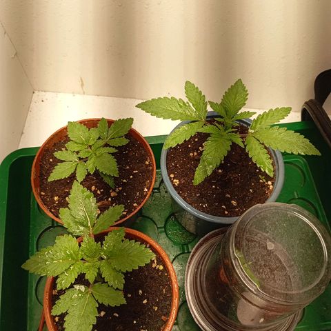 LemonHaze x SweetMangoTango growlog timeline photo