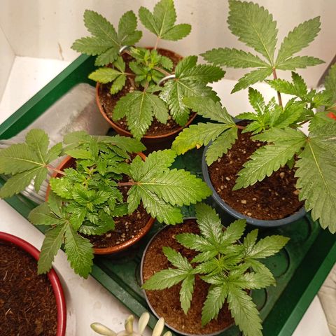 LemonHaze x SweetMangoTango growlog timeline photo