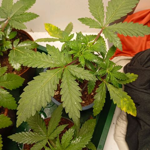 LemonHaze x SweetMangoTango growlog photo: Umtopfen der Pflanzen in 18l Stofftöpfe, die ich vorher über mehrere Wochen feucht gehalten habe und mit Mikroorganismen und Mykoriza versetzt habe. Ungleichgewicht des pH-Werts (gelbe Verfärbungen) wird entgegengewirkt durch Spülung mit angepasstem Wasser 