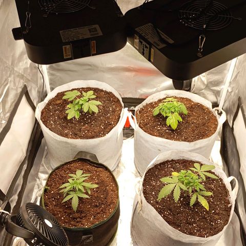 LemonHaze x SweetMangoTango growlog photo: Umtopfen der Pflanzen in 18l Stofftöpfe, die ich vorher über mehrere Wochen feucht gehalten habe und mit Mikroorganismen und Mykoriza versetzt habe. Ungleichgewicht des pH-Werts (gelbe Verfärbungen) wird entgegengewirkt durch Spülung mit angepasstem Wasser 