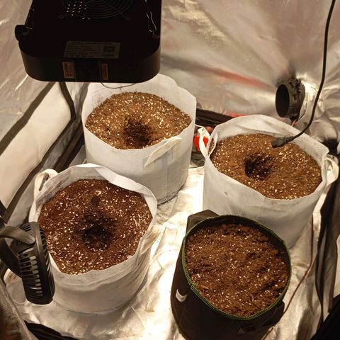 LemonHaze x SweetMangoTango growlog photo: Umtopfen der Pflanzen in 18l Stofftöpfe, die ich vorher über mehrere Wochen feucht gehalten habe und mit Mikroorganismen und Mykoriza versetzt habe. Ungleichgewicht des pH-Werts (gelbe Verfärbungen) wird entgegengewirkt durch Spülung mit angepasstem Wasser 