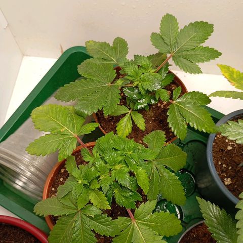 LemonHaze x SweetMangoTango growlog photo: Umtopfen der Pflanzen in 18l Stofftöpfe, die ich vorher über mehrere Wochen feucht gehalten habe und mit Mikroorganismen und Mykoriza versetzt habe. Ungleichgewicht des pH-Werts (gelbe Verfärbungen) wird entgegengewirkt durch Spülung mit angepasstem Wasser 
