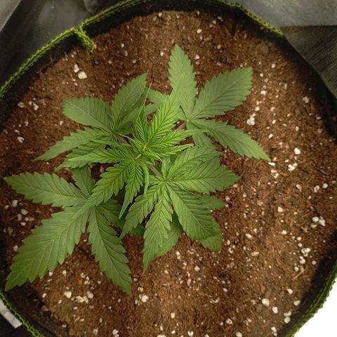 LemonHaze x SweetMangoTango growlog timeline photo