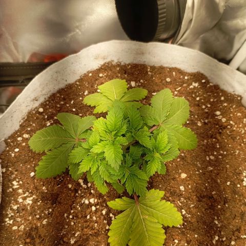 LemonHaze x SweetMangoTango growlog timeline photo