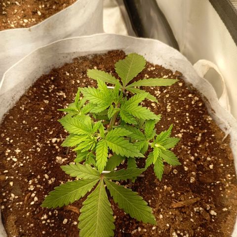 LemonHaze x SweetMangoTango growlog timeline photo