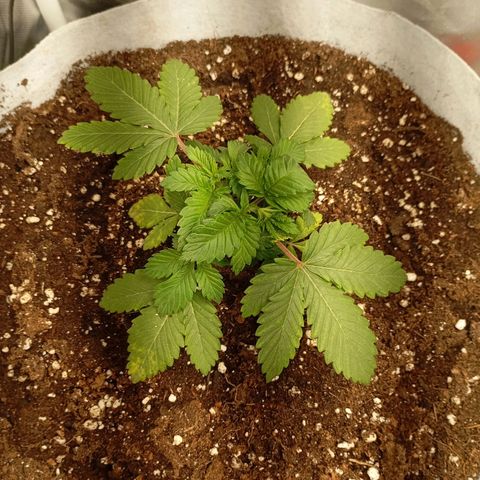 LemonHaze x SweetMangoTango growlog timeline photo