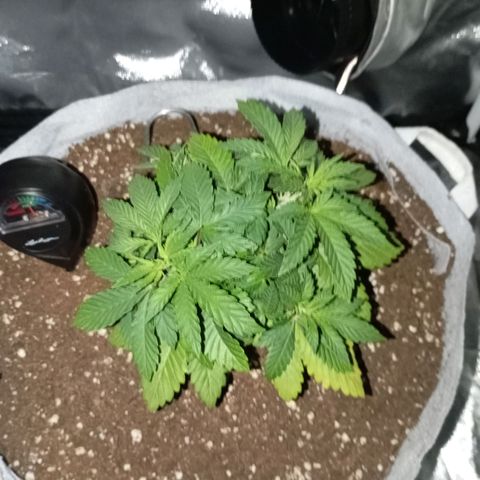 LemonHaze x SweetMangoTango growlog timeline photo