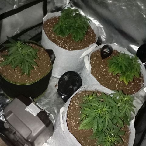 LemonHaze x SweetMangoTango growlog timeline photo
