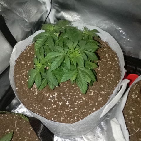 LemonHaze x SweetMangoTango growlog timeline photo