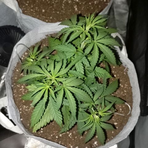 LemonHaze x SweetMangoTango growlog timeline photo