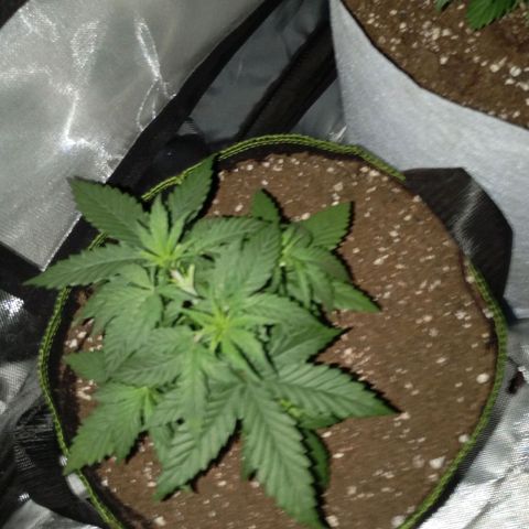 LemonHaze x SweetMangoTango growlog timeline photo
