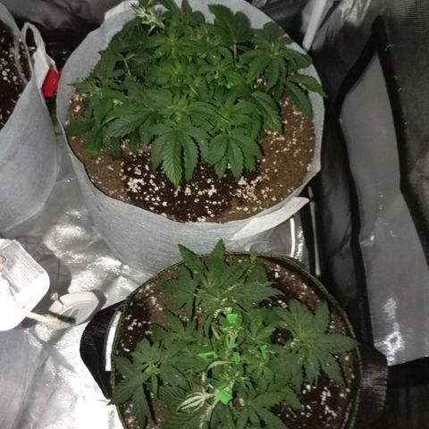 LemonHaze x SweetMangoTango growlog timeline photo
