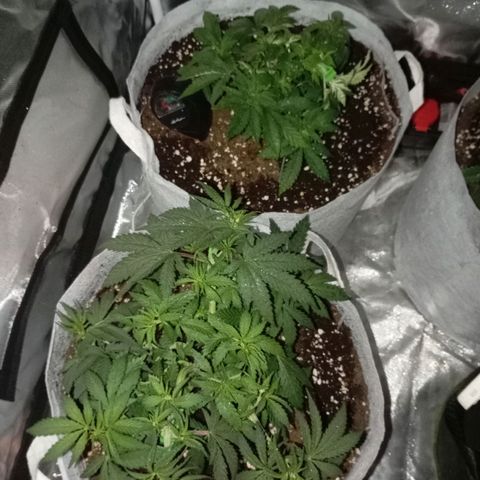 LemonHaze x SweetMangoTango growlog timeline photo