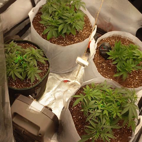 LemonHaze x SweetMangoTango growlog timeline photo
