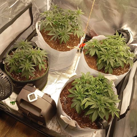 LemonHaze x SweetMangoTango growlog timeline photo