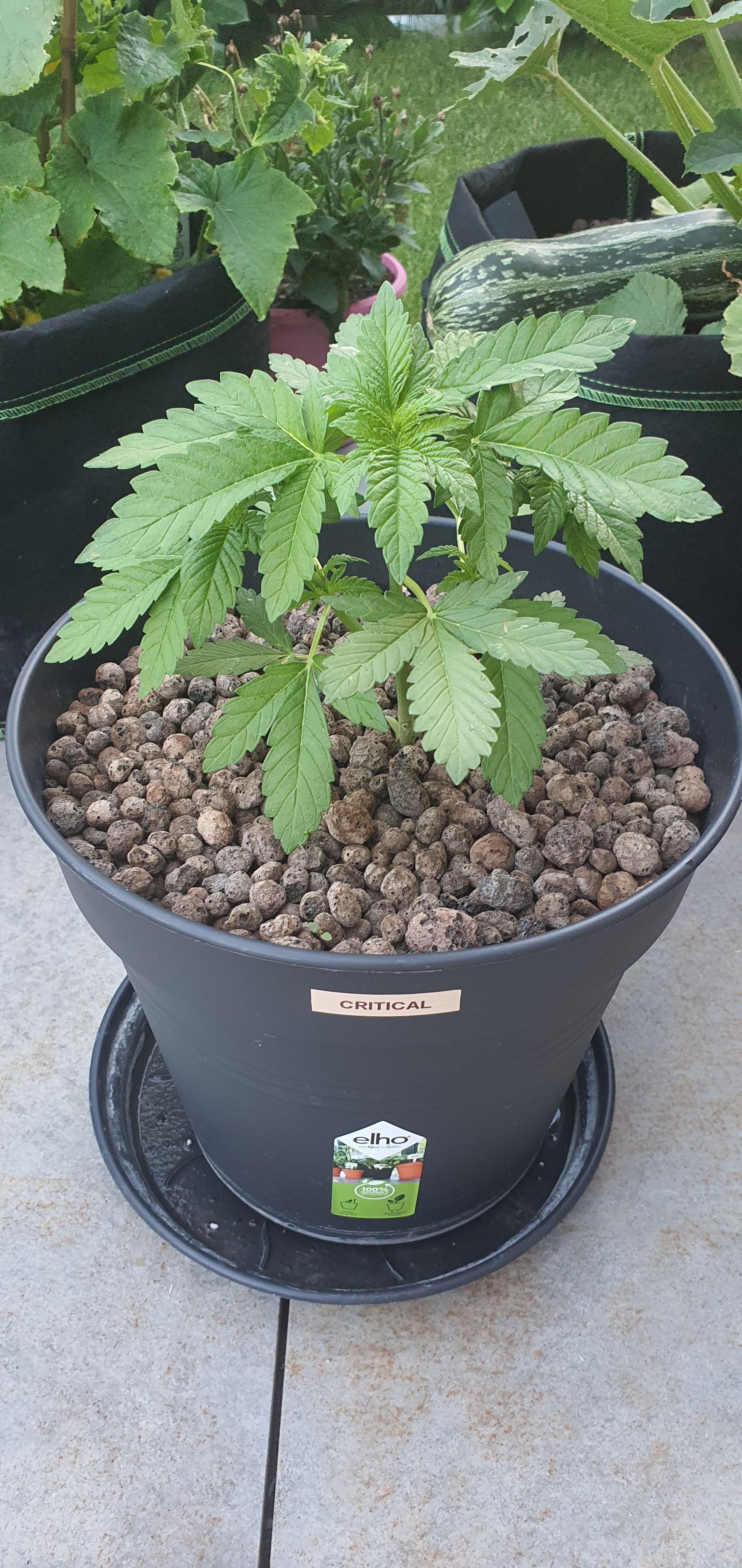 RQS Critical growlog header