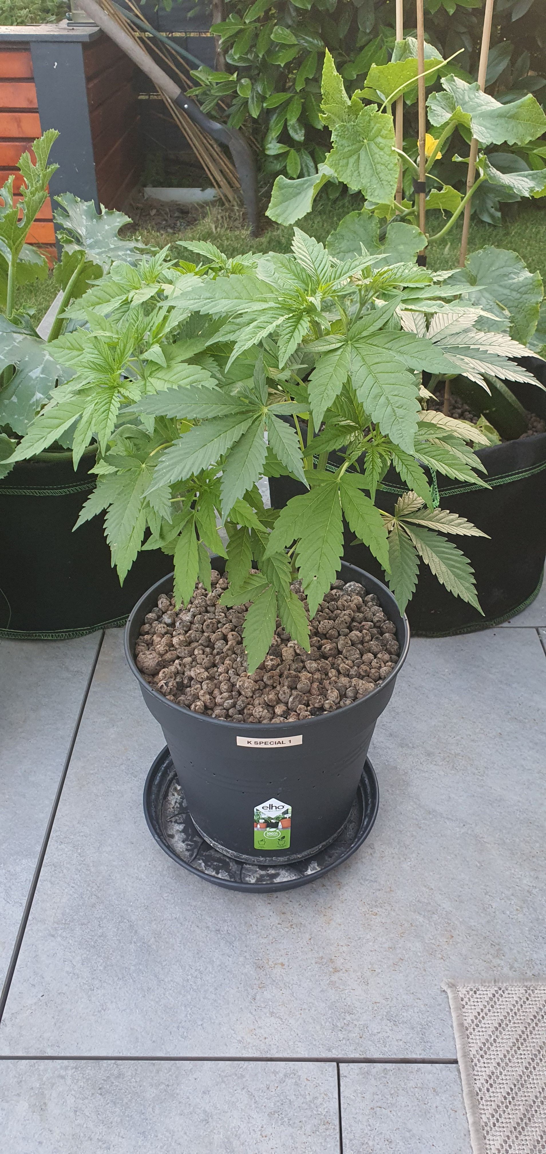K Special 1 growlog header