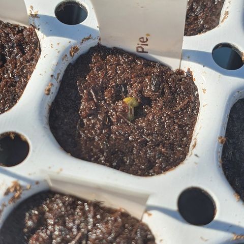 RQS Cherry Pie Automatic  growlog photo: Finally something coming 🌱