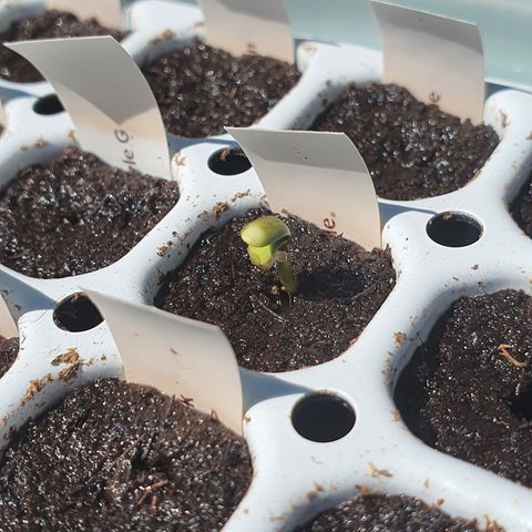 RQS Cherry Pie Automatic  growlog timeline photo