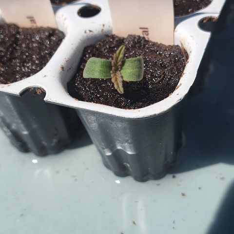 RQS Critical growlog photo