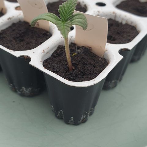 RQS Critical growlog timeline photo