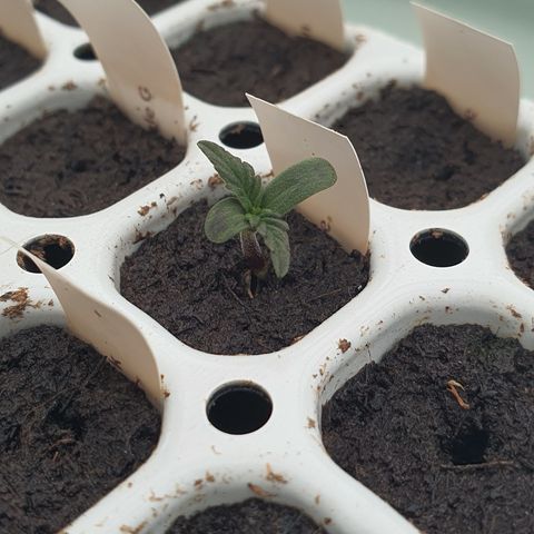 RQS Cherry Pie Automatic  growlog timeline photo