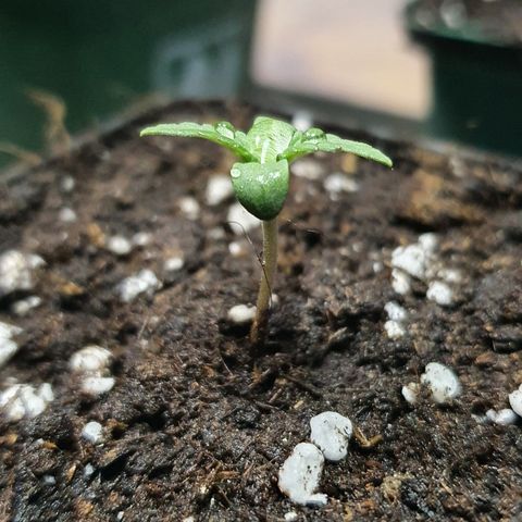 RQS Critical growlog photo: Repotted for Seedling Stage
