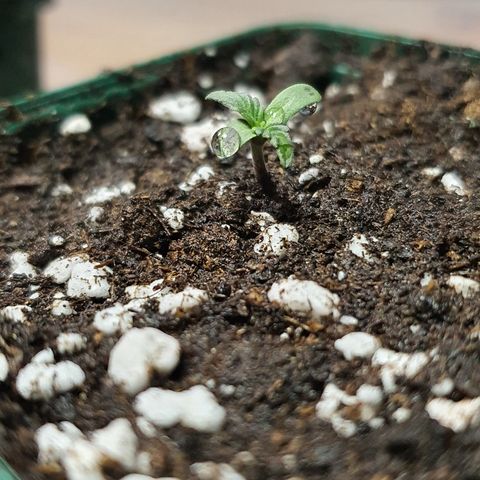 RQS Cherry Pie Automatic  growlog photo: Repotted for Seedling Stage
