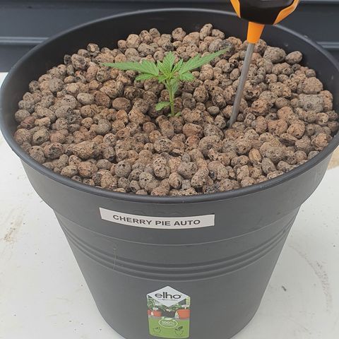 RQS Cherry Pie Automatic  growlog timeline photo