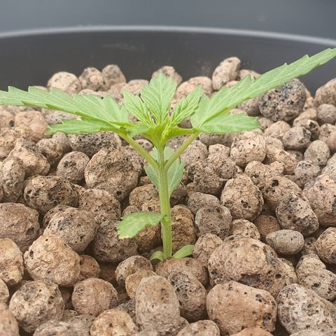 RQS Cherry Pie Automatic  growlog timeline photo
