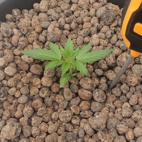 RQS Cherry Pie Automatic  growlog timeline photo