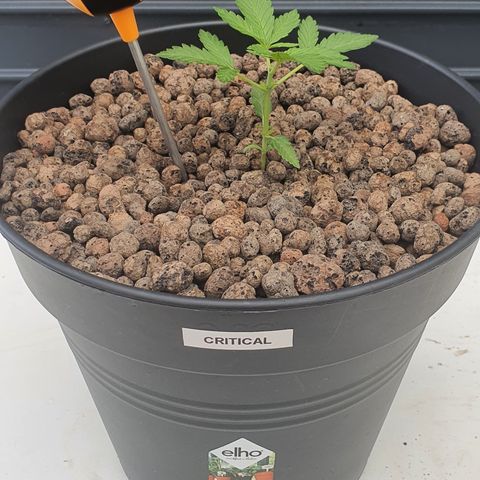 RQS Critical growlog timeline photo