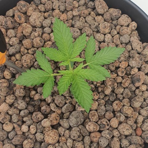 RQS Critical growlog timeline photo