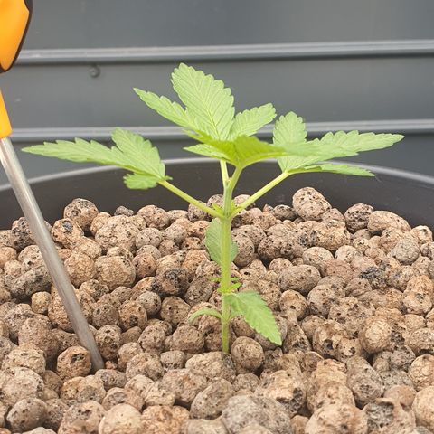 RQS Critical growlog timeline photo