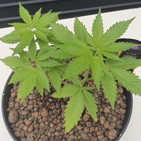 K Special 1 growlog photo