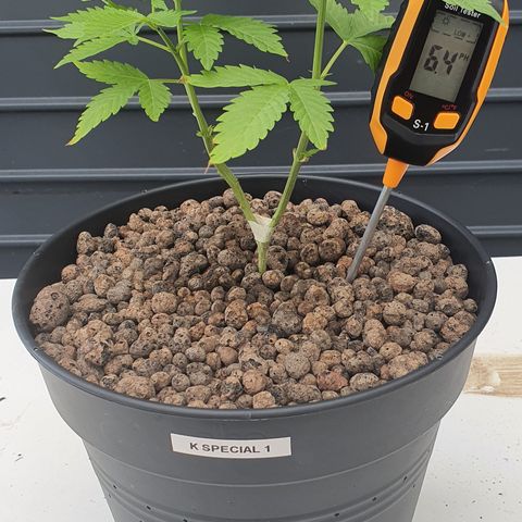 K Special 1 growlog photo