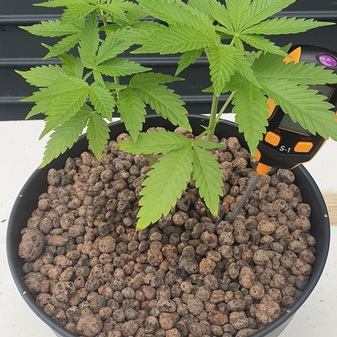 K Special 1 growlog photo