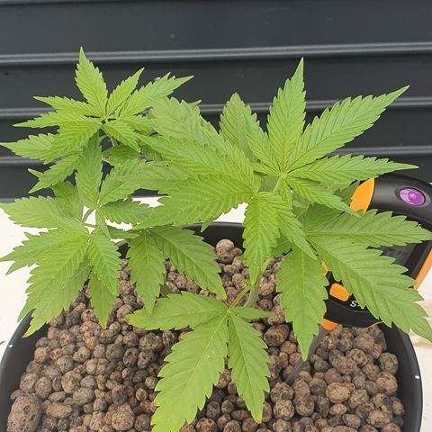 K Special 1 growlog photo