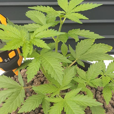 K Special 2 growlog timeline photo