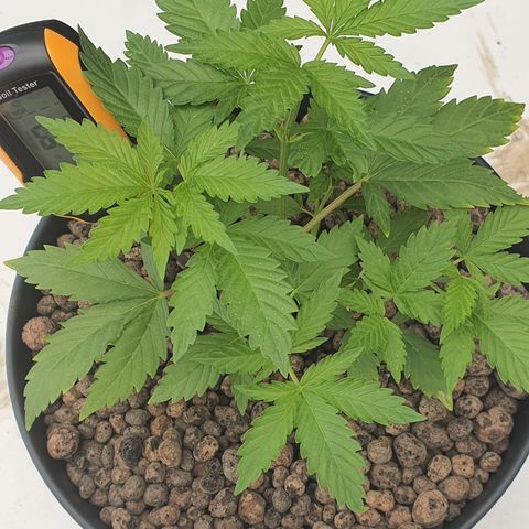 K Special 2 growlog timeline photo