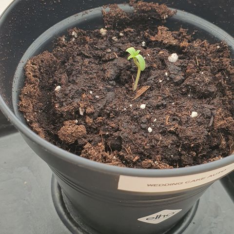 RQS Wedding Cake Automatic growlog timeline photo