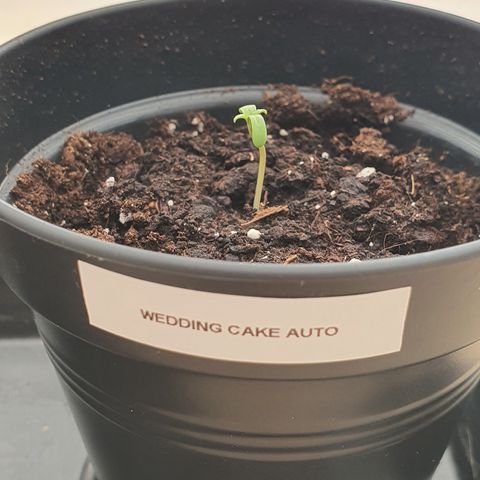 RQS Wedding Cake Automatic growlog timeline photo