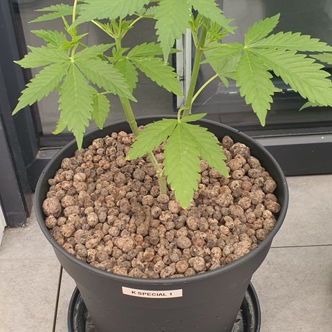 K Special 1 growlog photo