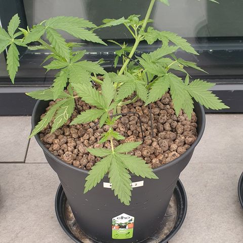 K Special 2 growlog timeline photo