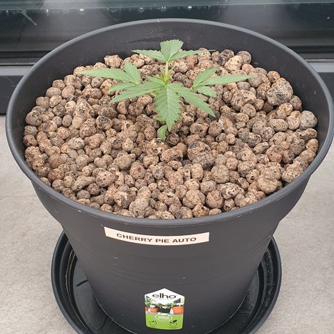 RQS Cherry Pie Automatic  growlog timeline photo