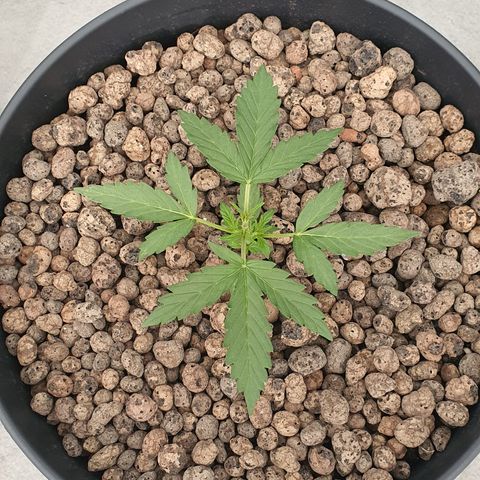 RQS Cherry Pie Automatic  growlog timeline photo