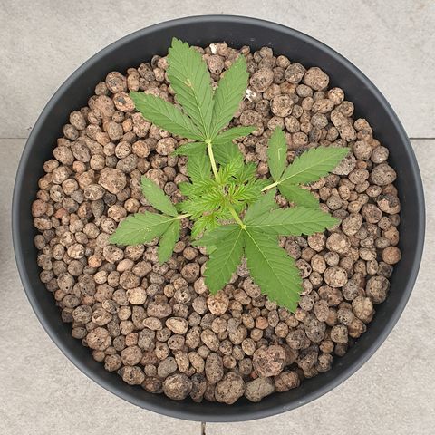 RQS Critical growlog timeline photo
