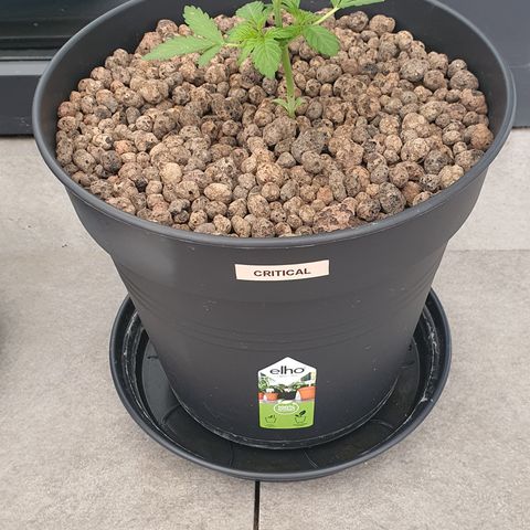 RQS Critical growlog timeline photo